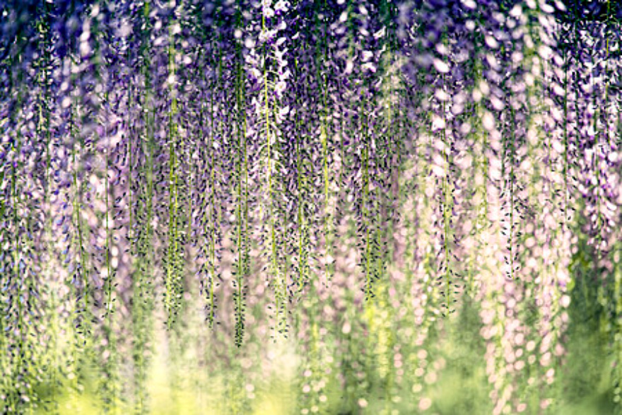 lovepik-wisteria-flower-picture_500336666.jpg